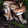 armillaria mellea chiodino